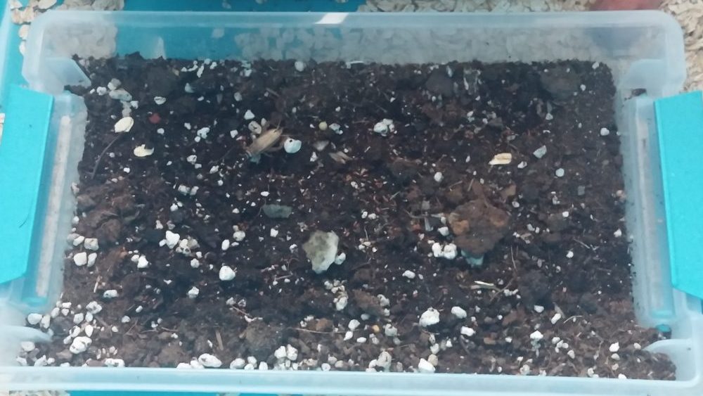 edible-crickets-cricket-eggs